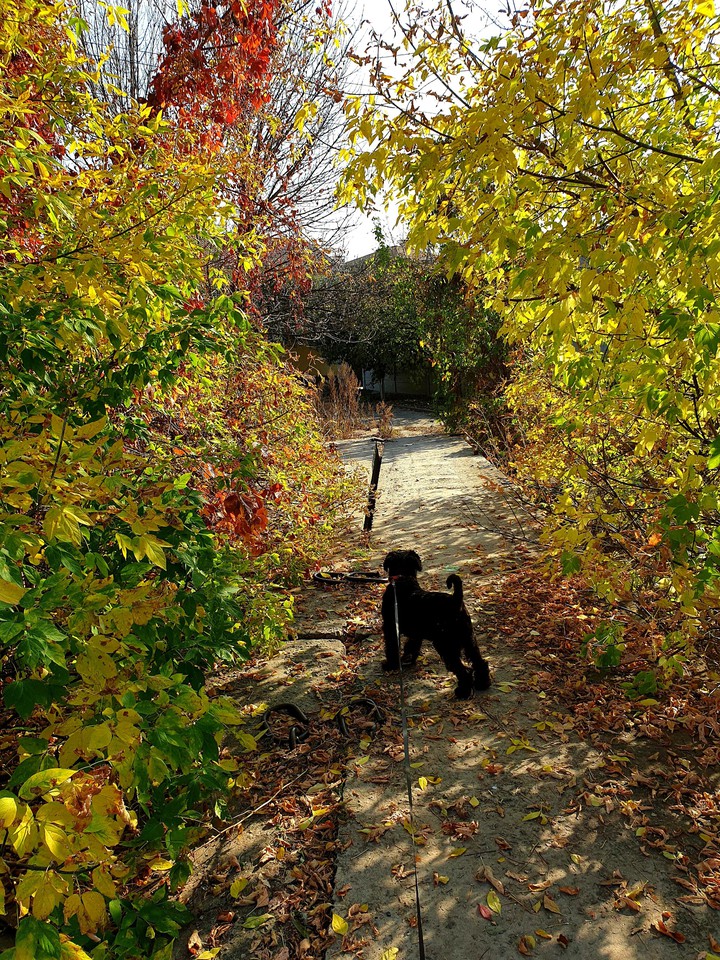 Follow me to the autumn