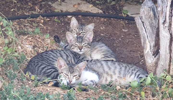 3 kittens