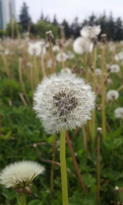 Can you puff it?