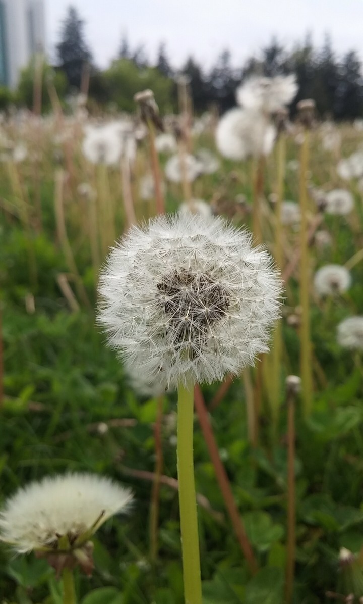 Can you puff it?