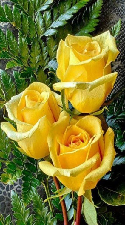 Yellow roses in the garden.