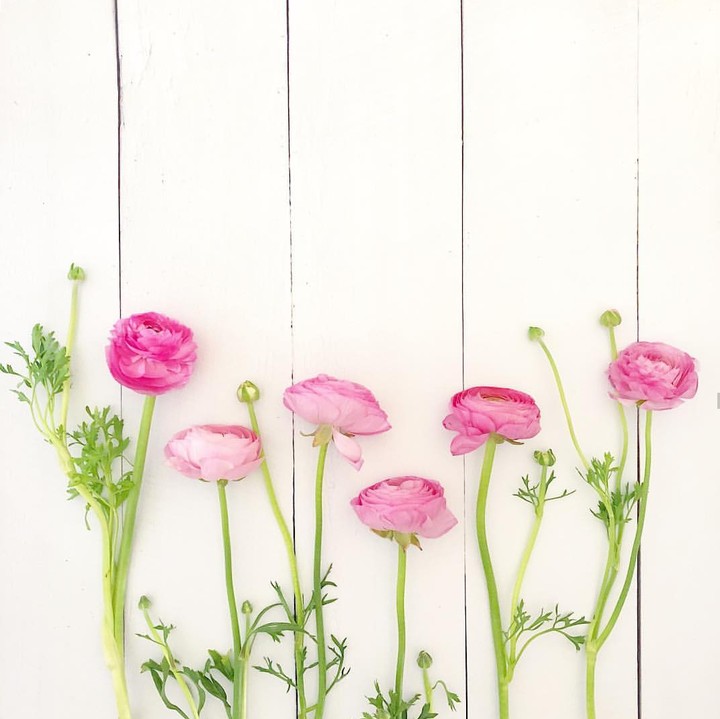 Pink flower