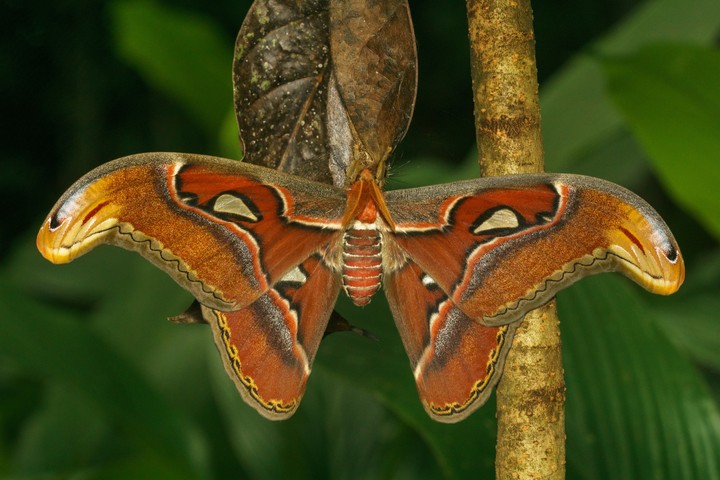 Attacus taprobanis macho