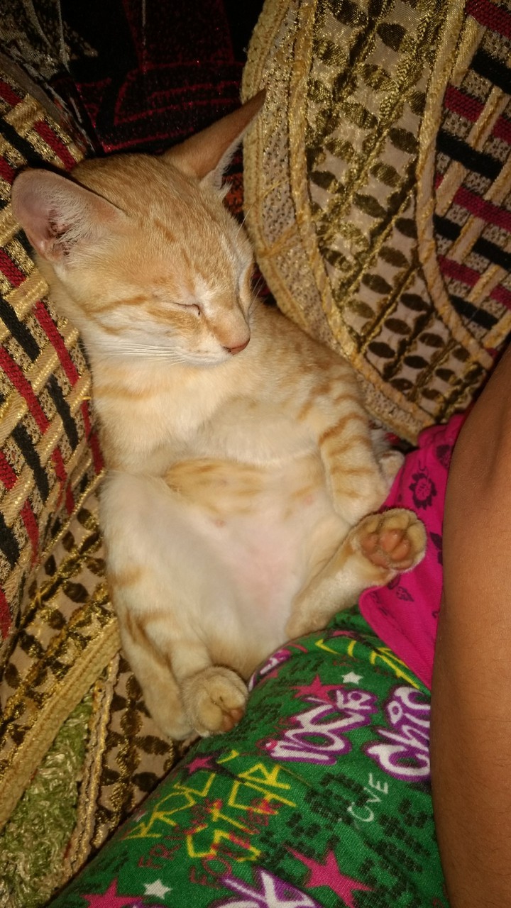 pet