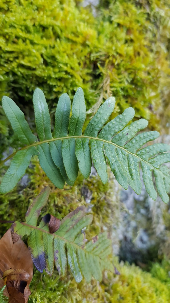 Fern in south of France