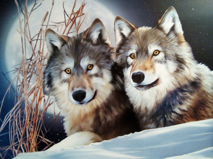 wolfs