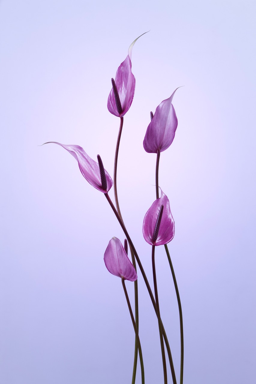 Pink Flowers