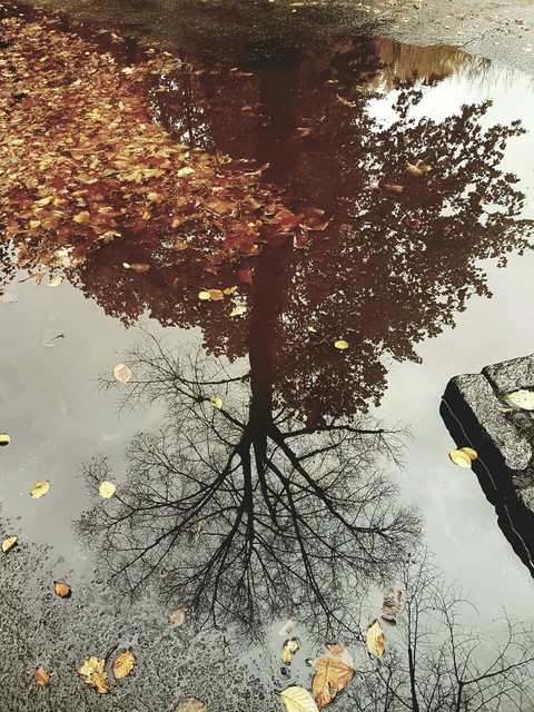 Fall in a nutshell