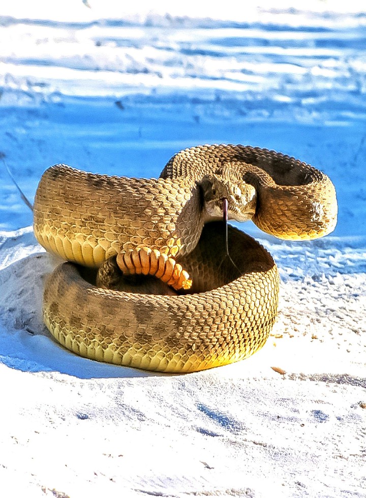 On Strike A Prairie Rattlesnake
