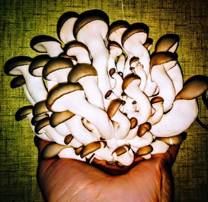 Oyster mushrooms. Beauty in hand.