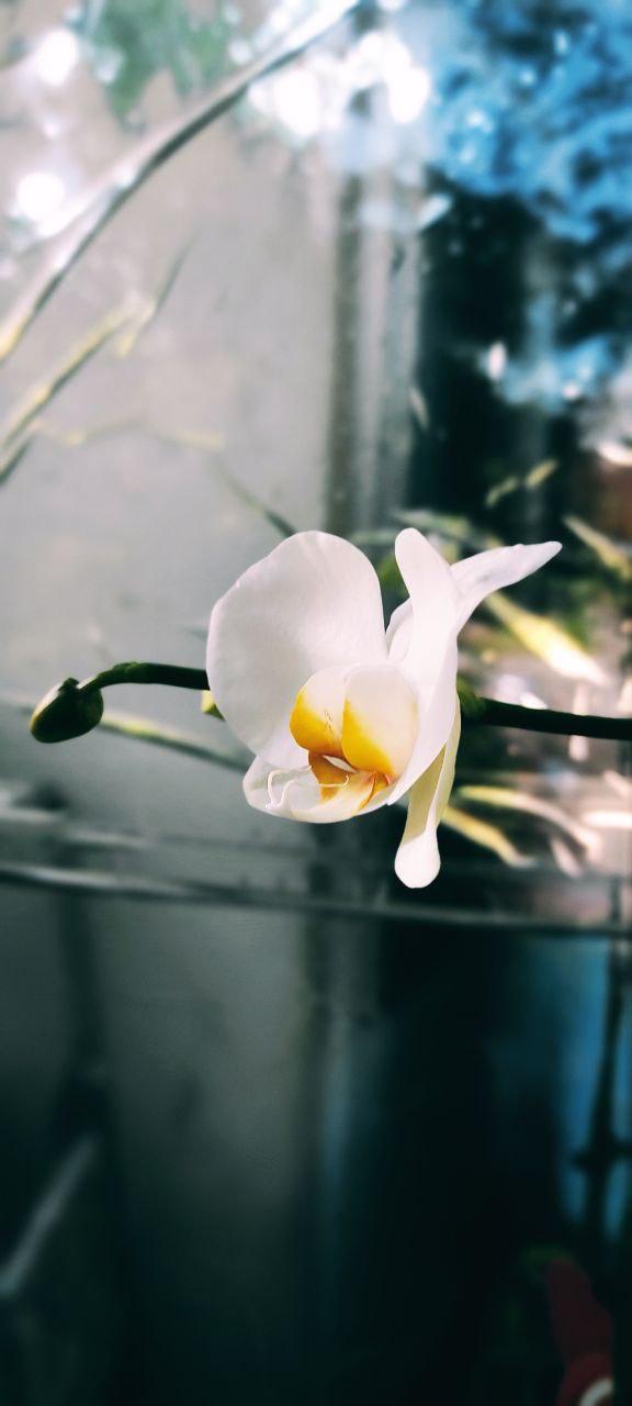 orchid