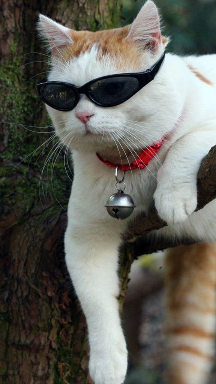 cool cat ?