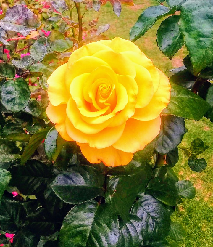Rose