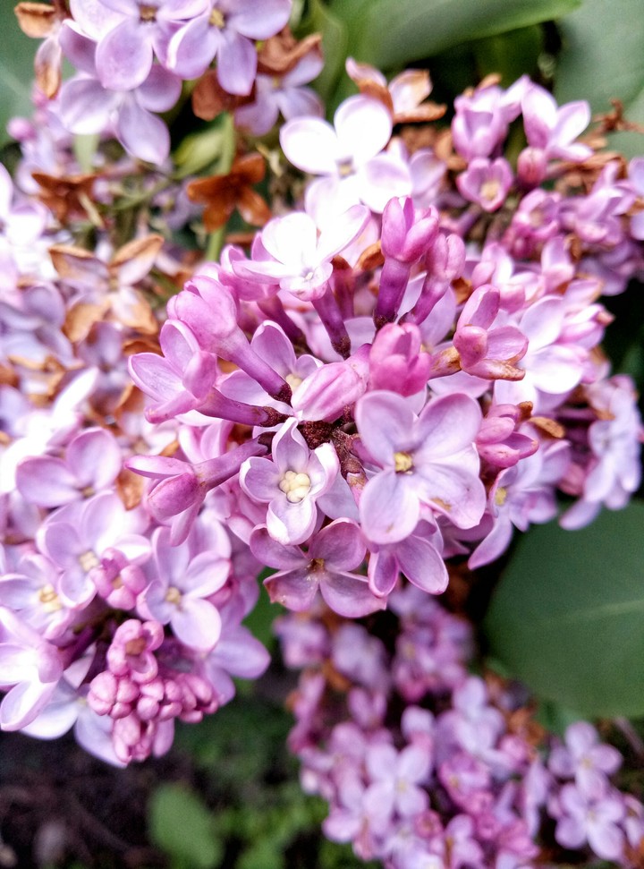Lilac