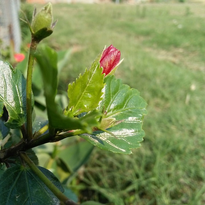 #Flower#Bud