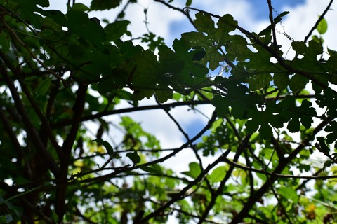 Sunshine.