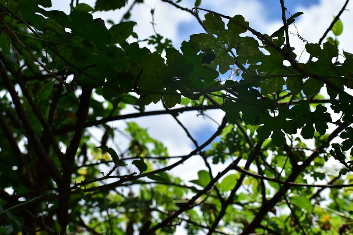 Sunshine.