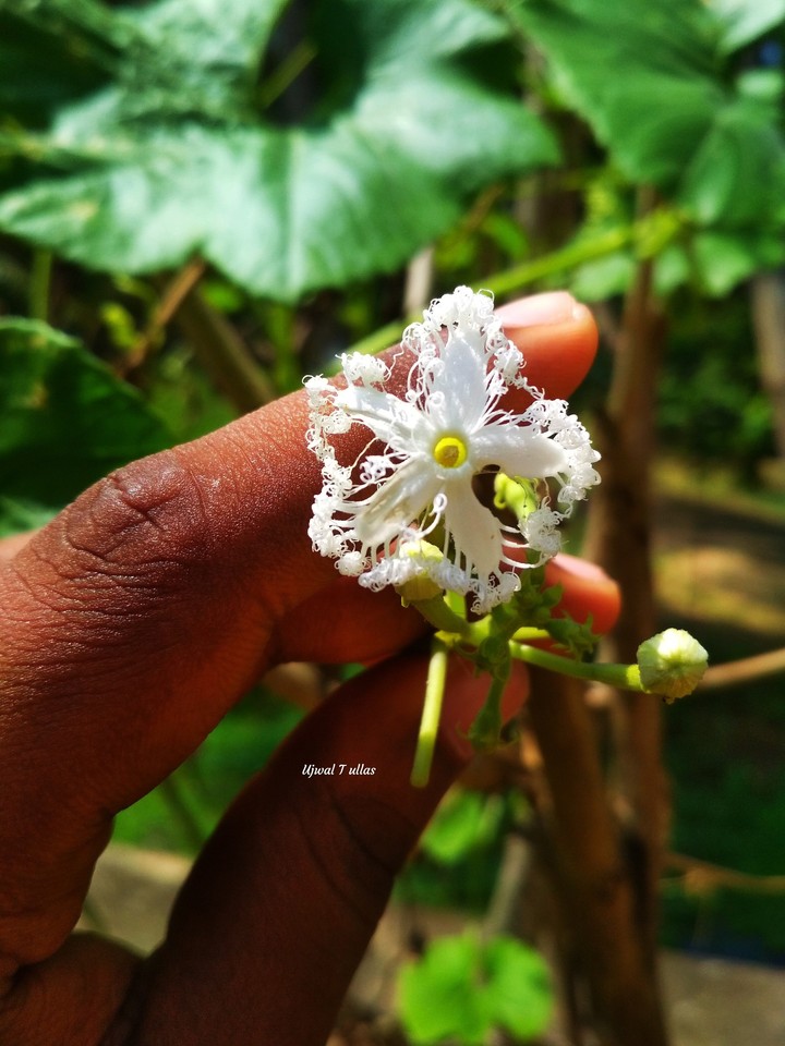 flower