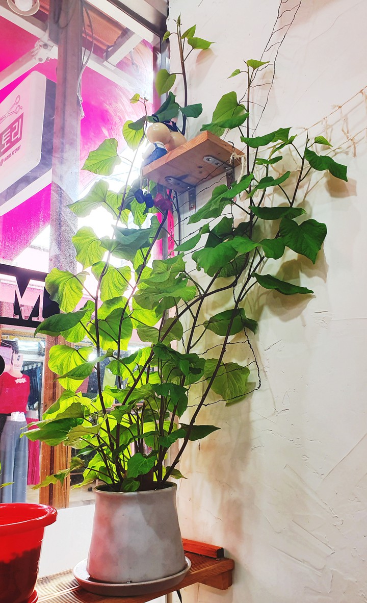 고구마