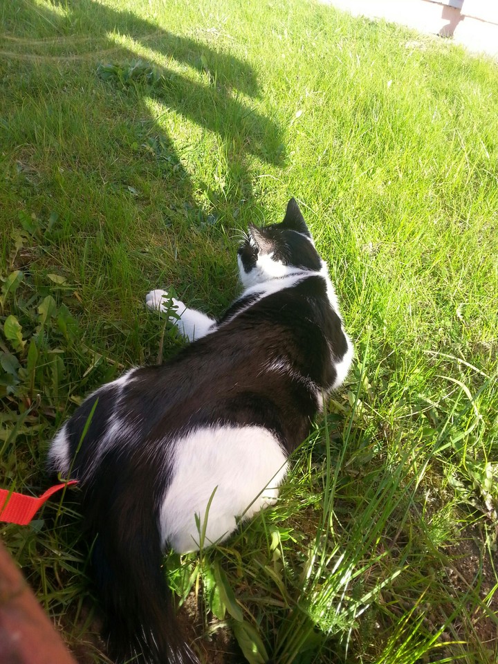 Cat naleśnik ;P