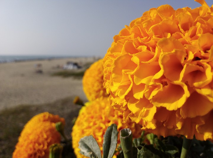 Orange Marigold Near beach