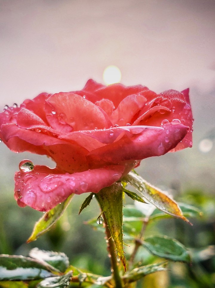 rose