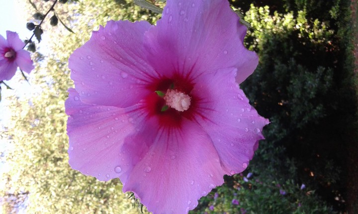 Fiore