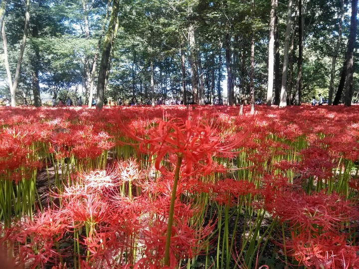 Red spider lily