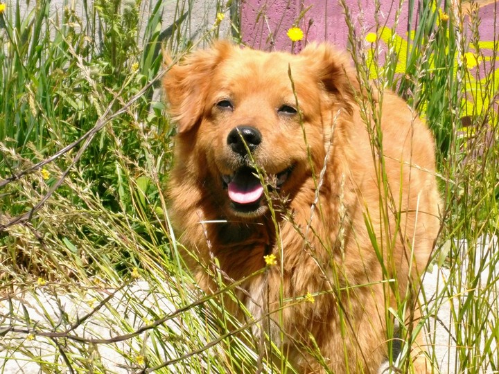 Friendly dog