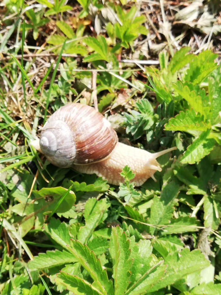 Ślimak