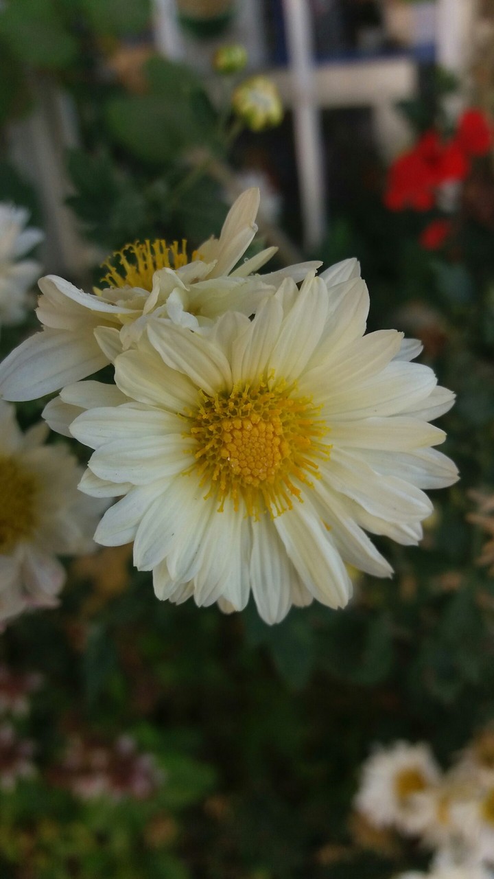 Another Flower