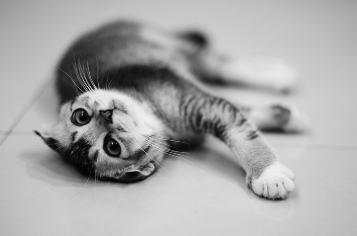 The Kitten