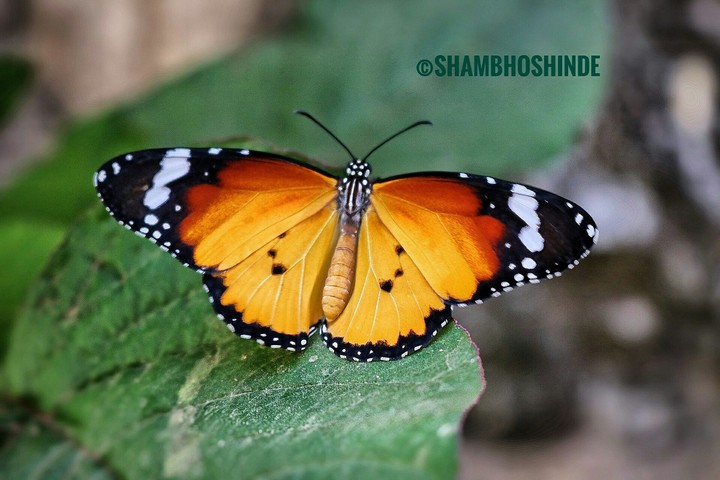 butterfly