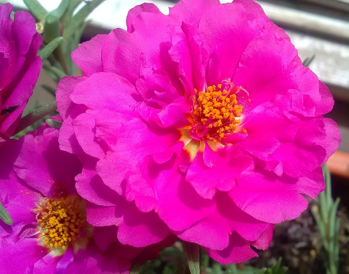 Portulakröschen