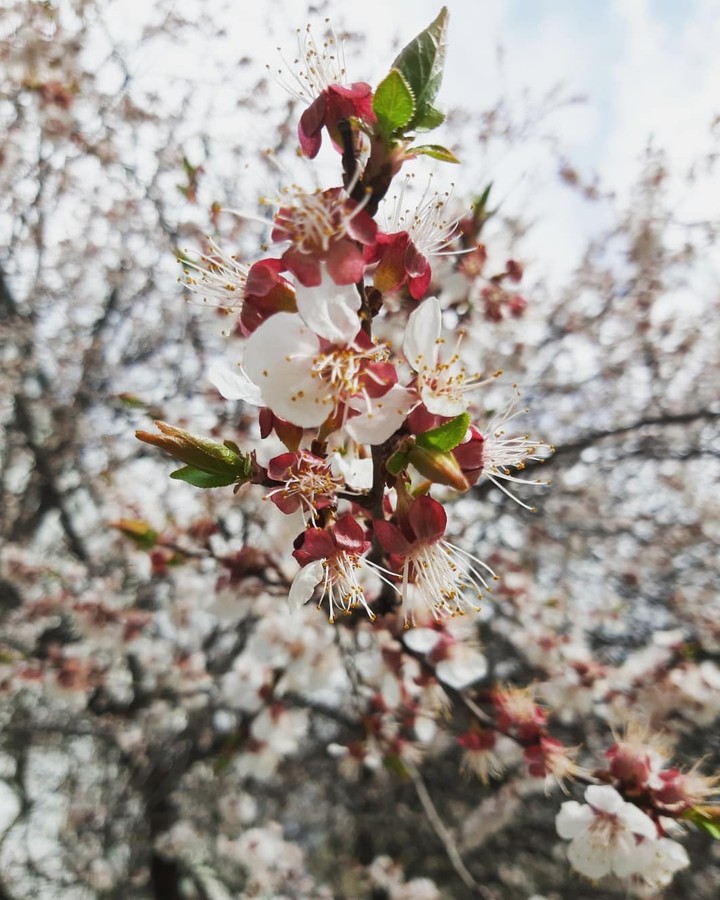 Spring flowers