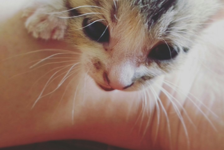 cat