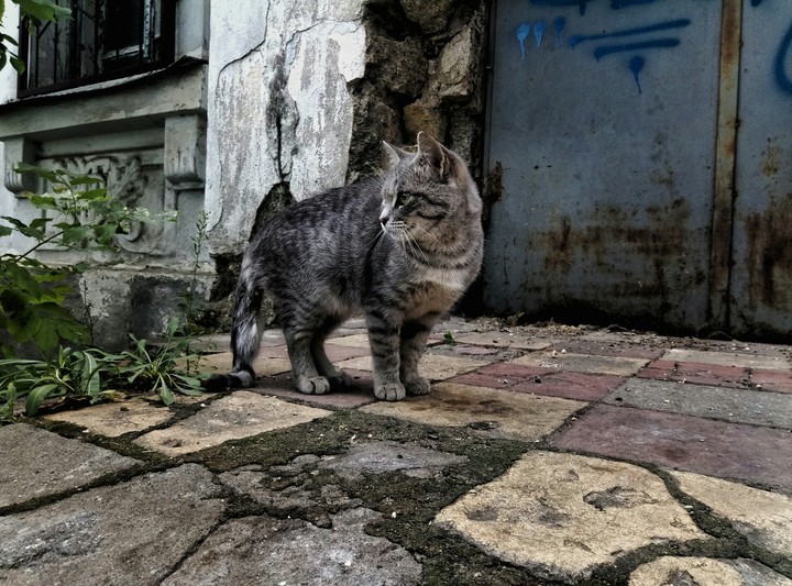 cat