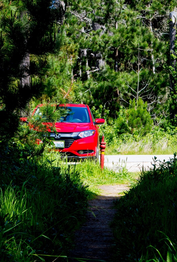 hiding in the forest
