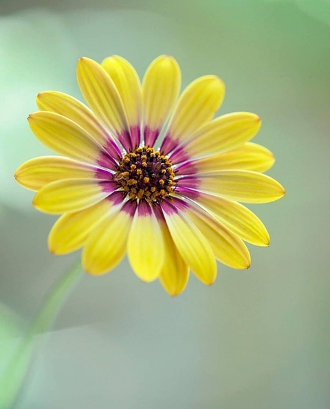 шпалери petal, shape