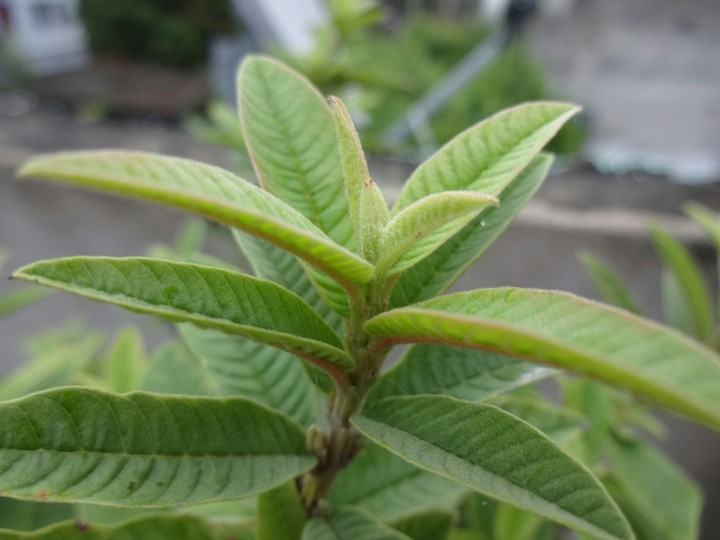 Leaves