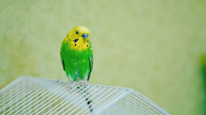 budgie
