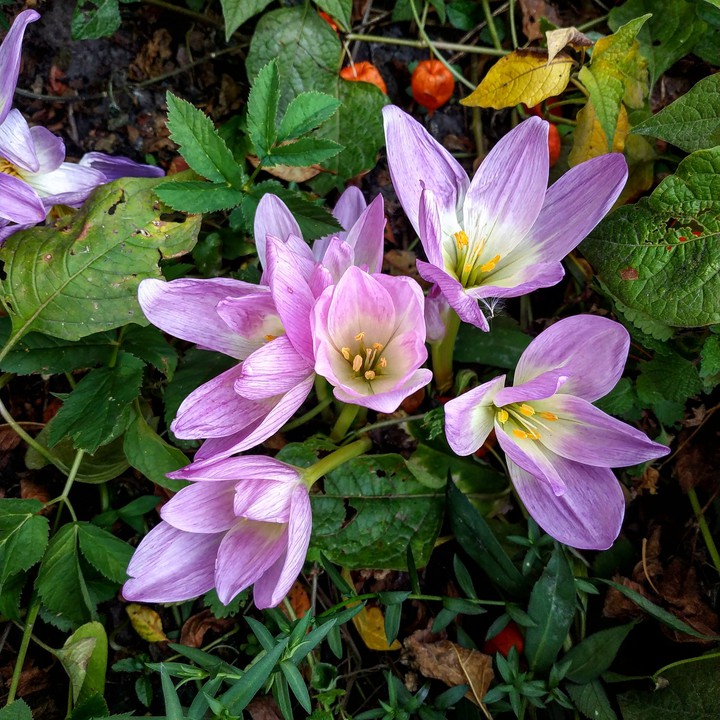 crocus