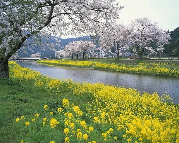 stream banks - cherry & rape blossoms