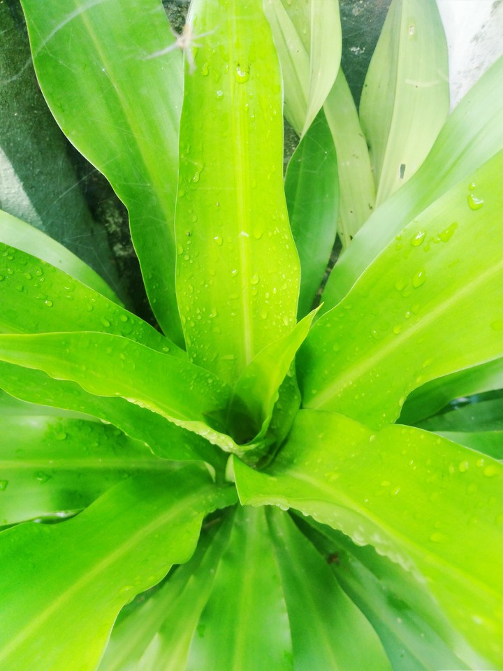 nature