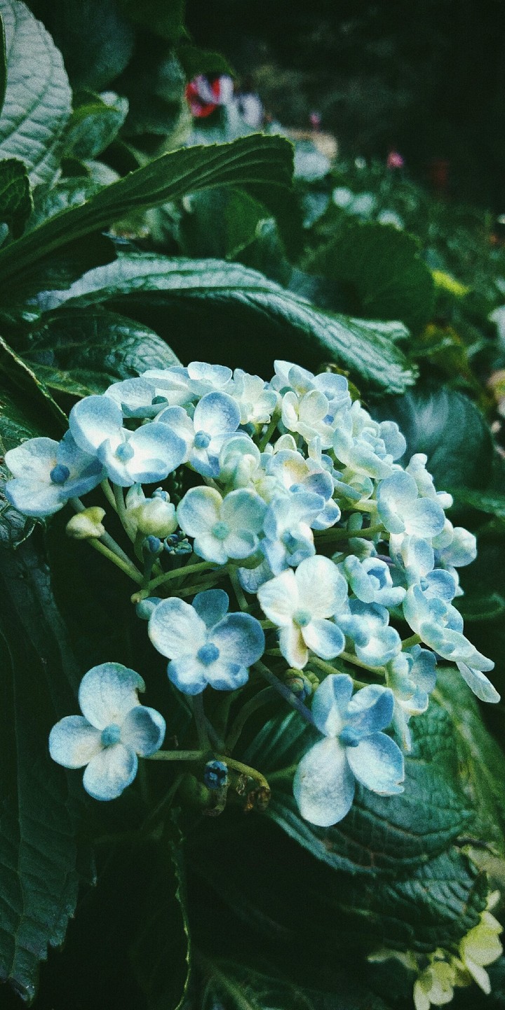 Blue flowers...