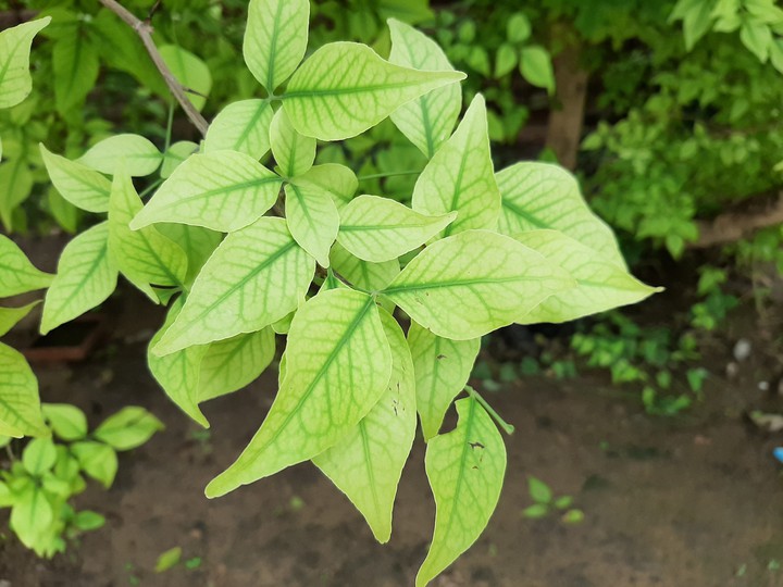 leaves