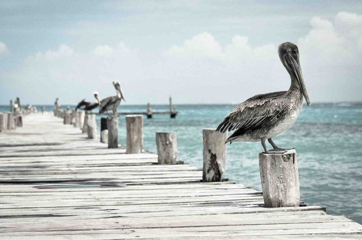 birds