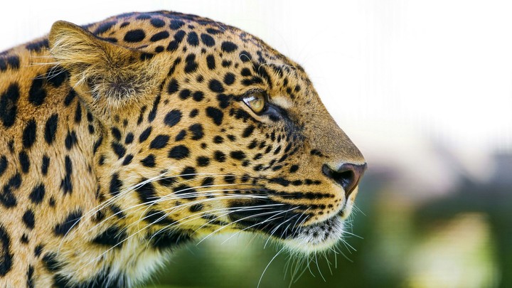 Big Cat Leopard (Ultra HD 4K)
