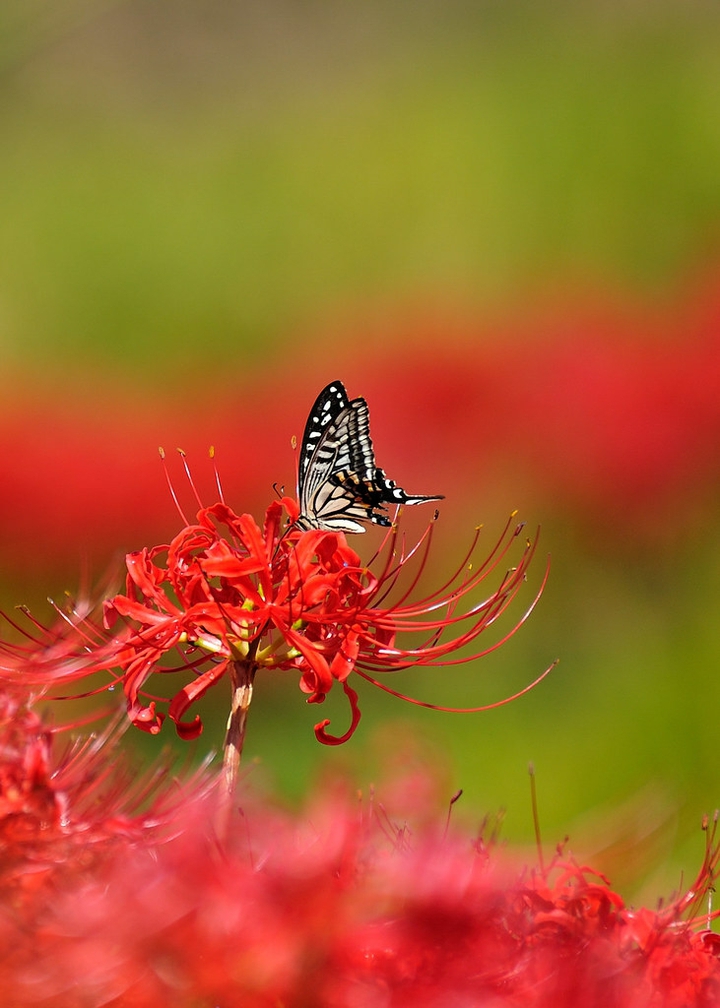 Lycoris Radiata 1