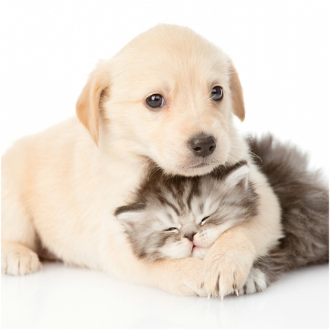 Friends